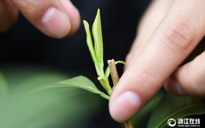 这么卖”杭州西湖龙井茶“，才赚钱！