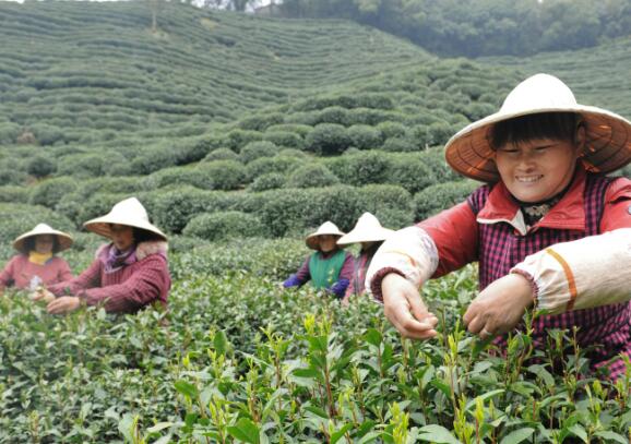 杭州西湖龙井茶，这样卖赚钱！